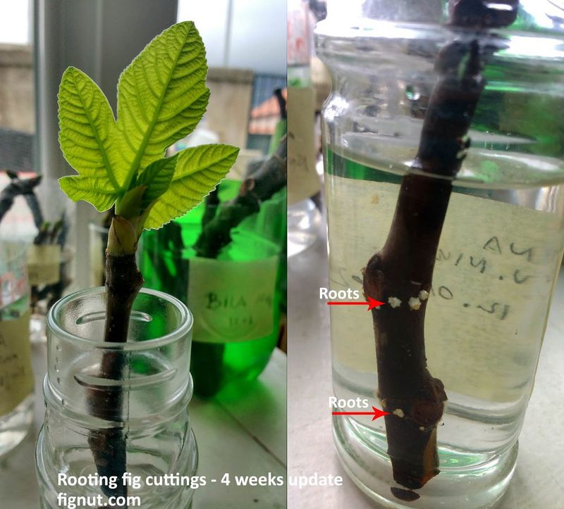 Leaves do not prove that a cutting has rooted