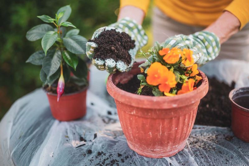 Leaving Old Roots and Dead Annuals in the Pot