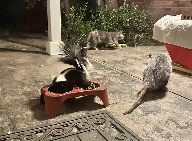 Leaving Pet Food and Water Bowls Outside Overnight