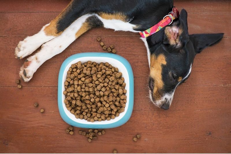 Leaving Pet Food and Water Bowls Outside