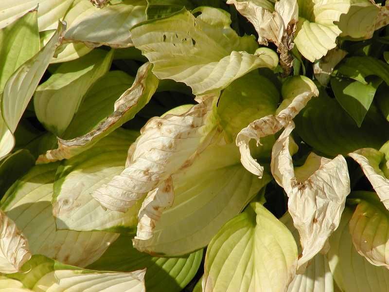 Leaving Winter or Spring Cleanup Too Rough Leaving Winter or Spring Cleanup Too Rough