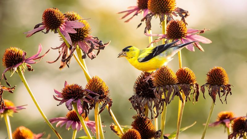 Leaving healthy stems supports birds and winter habitat