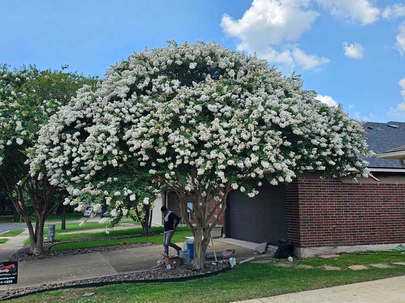 Leaving winter seedheads will not stop next year's flowers