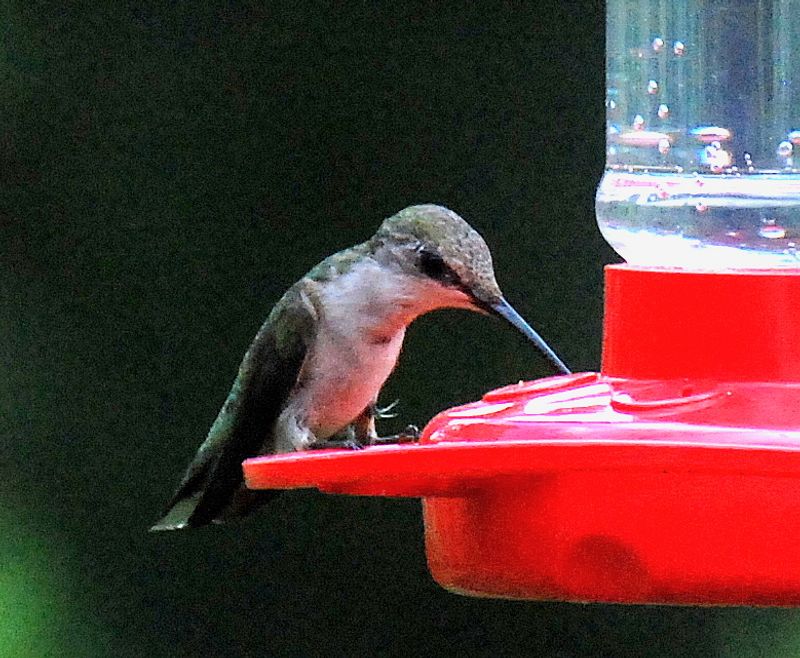 Leftover Nectar Left Out Too Long