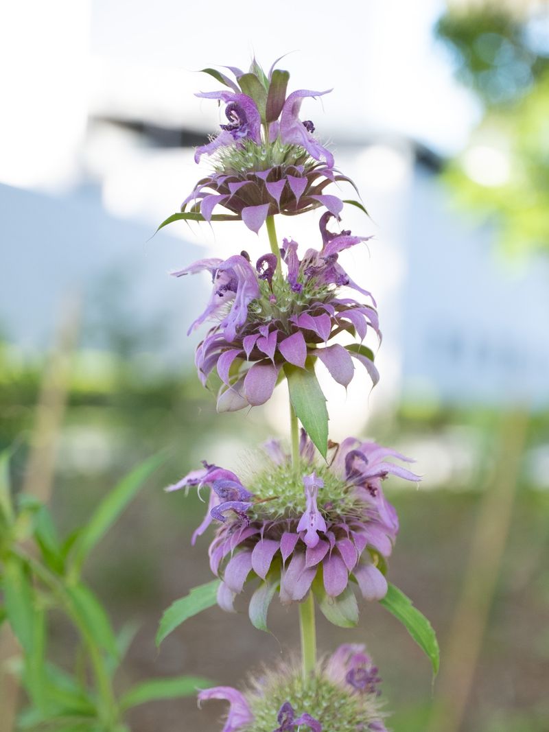 Lemon beebalm is the wildflower behind the unsupported rat claim