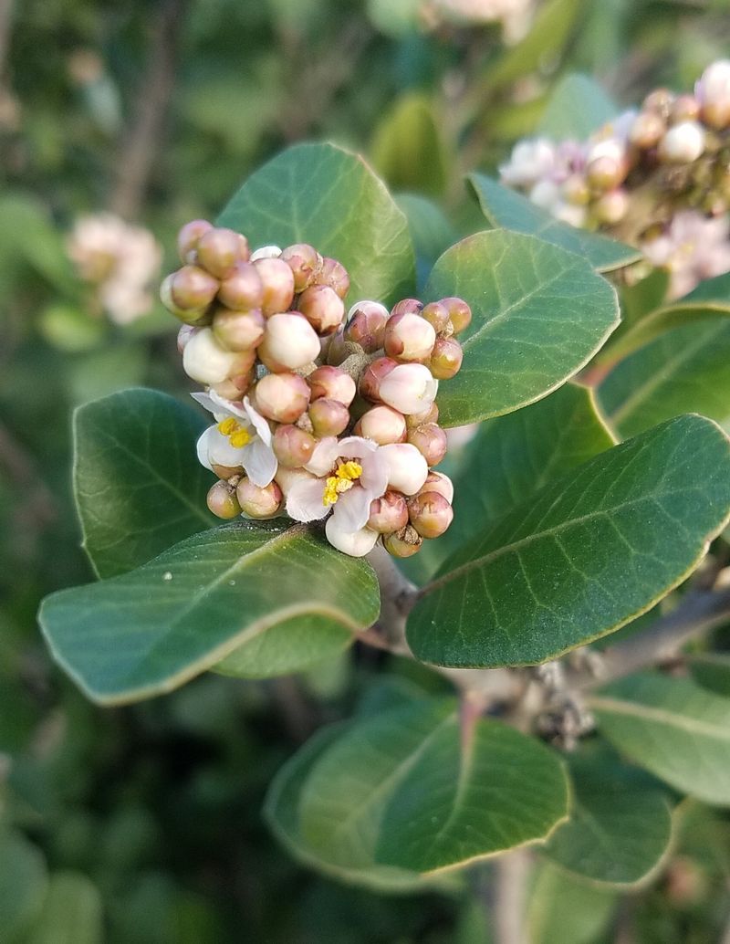 Lemonade Berry (Rhus integrifolia)