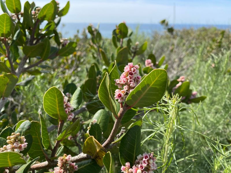 Lemonade Berry (Rhus integrifolia)