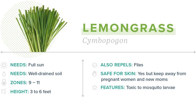 Lemongrass