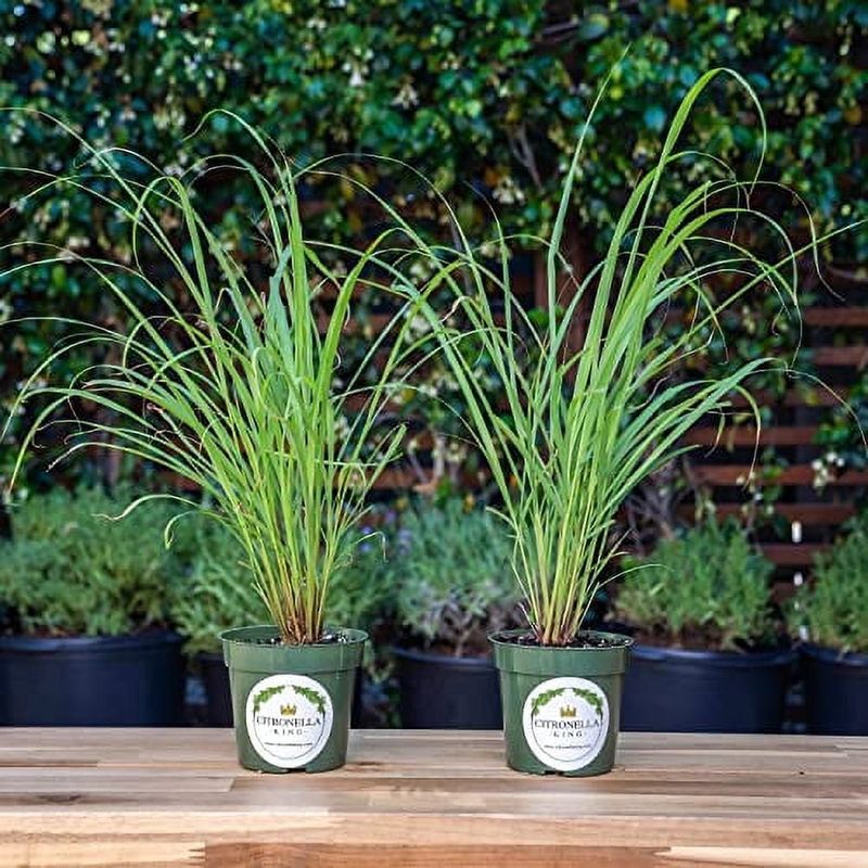 Lemongrass
