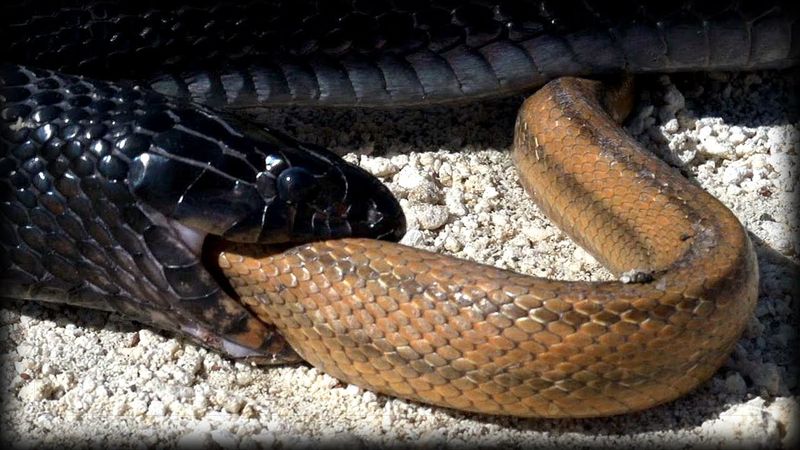 Less Panic Over Venomous Snake Encounters