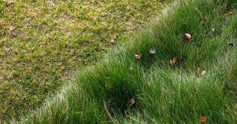 Let a Patch of Grass Grow Tall