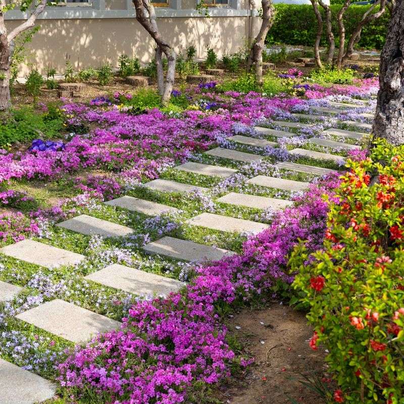 Let a low evergreen mat define the path