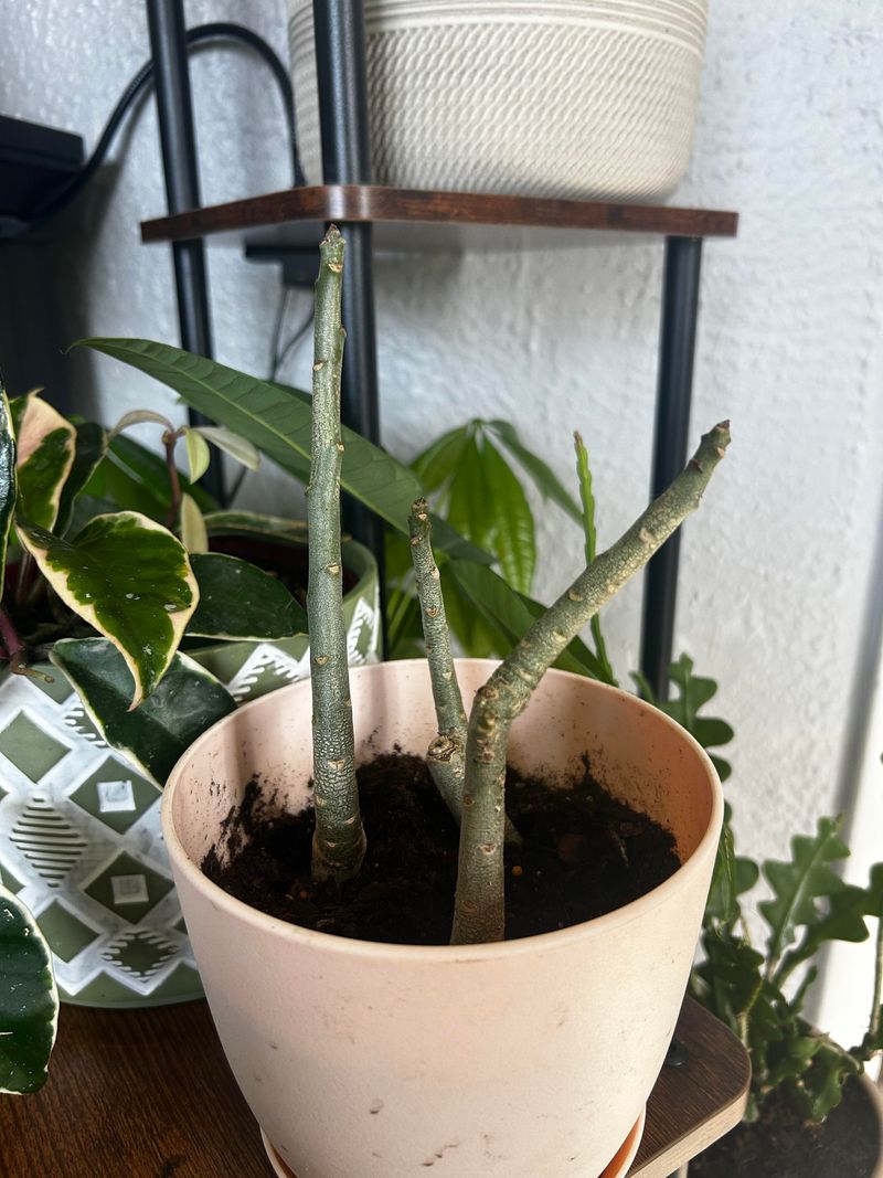Let a mature or semi-hardwood cut surface dry before planting