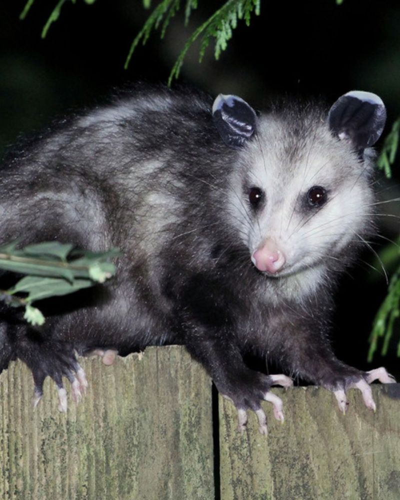 Let a passing opossum move through without attracting it Let a passing opossum move through without attracting it