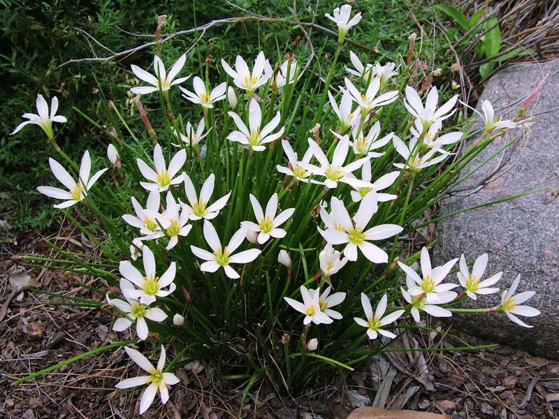 Let an established clump build the repeat performance
