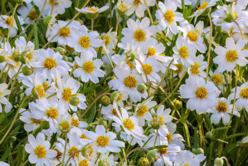 Let blackfoot daisy fill a low, dry edge