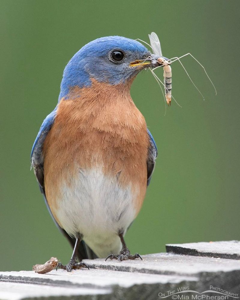 Let bluebirds be one part of a measured grasshopper response