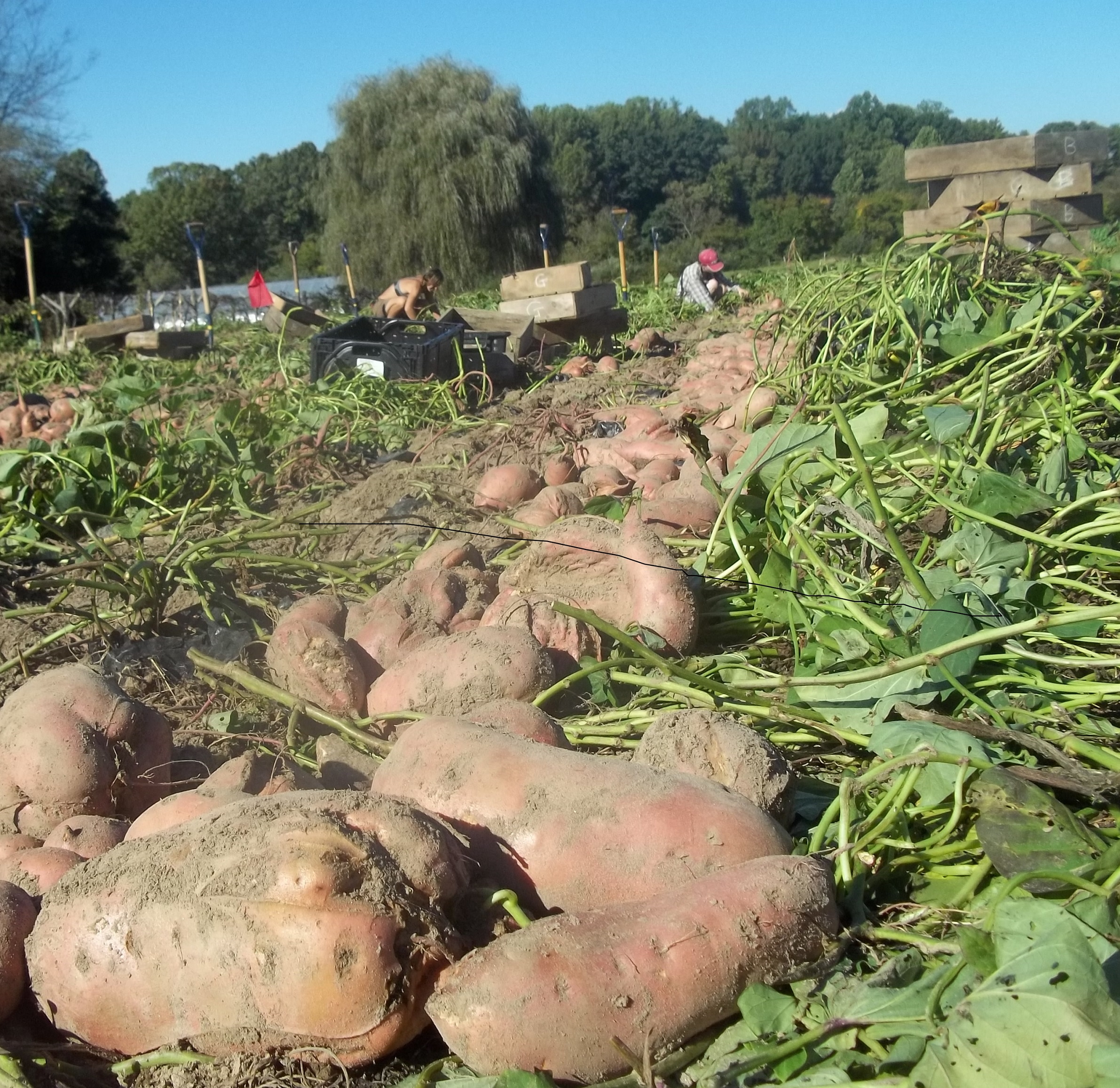 Let frost and cold soil set the outer limit