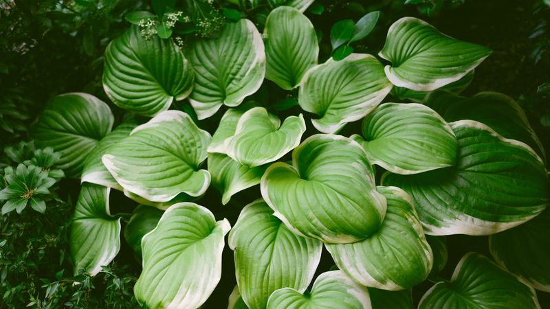 Let green leaves finish storing energy