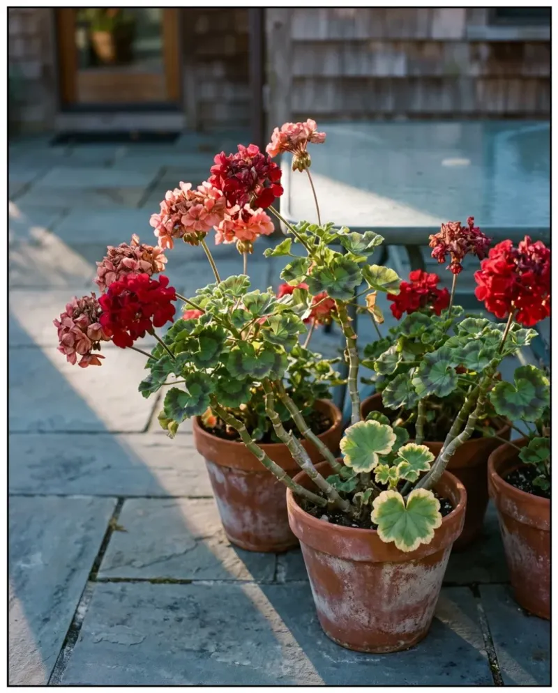 Let heat-stressed plants recover as conditions cool