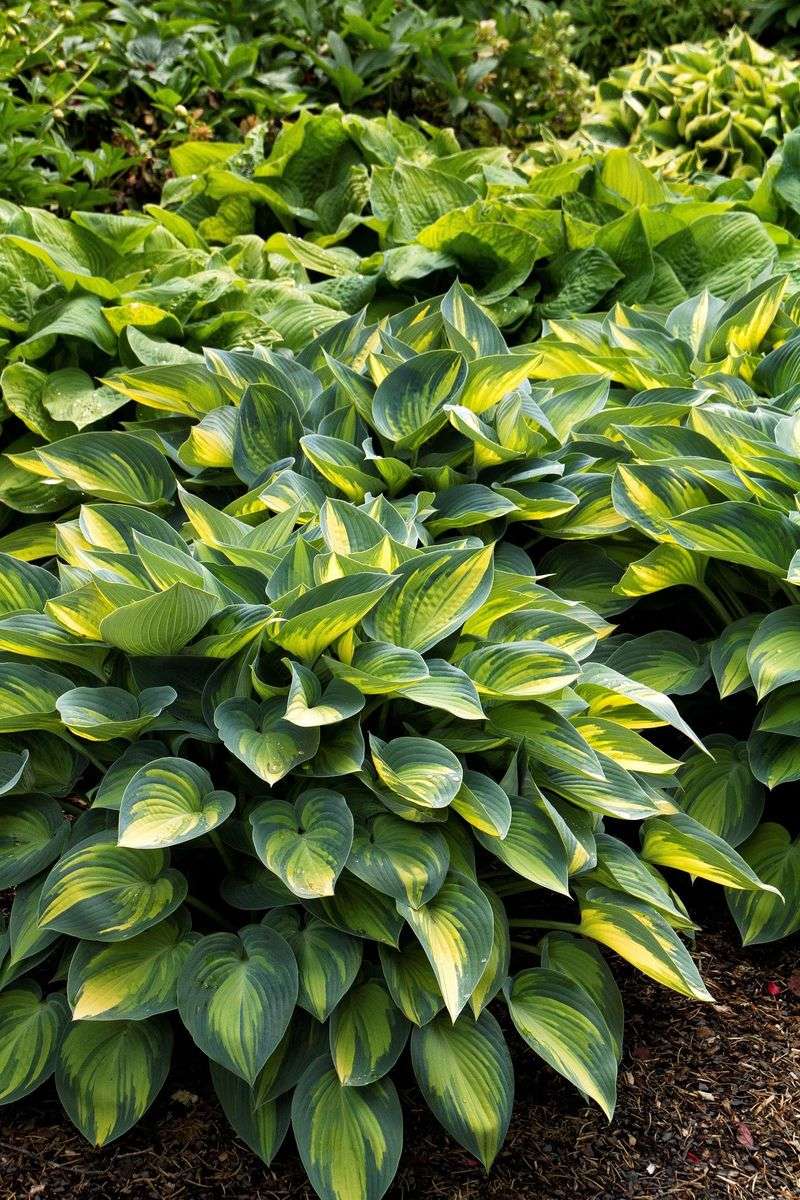 Let hosta foliage complete its seasonal decline