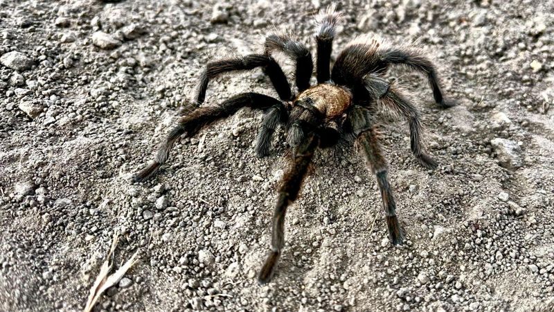 Let it pass without expecting pest control Let it pass without expecting pest control