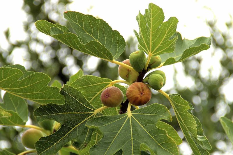 Let region, cultivar, and crop goal settle the timing Let region, cultivar, and crop goal settle the timing