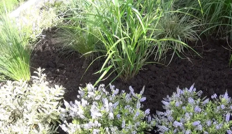 Let rosemary complement mulch instead of replacing it