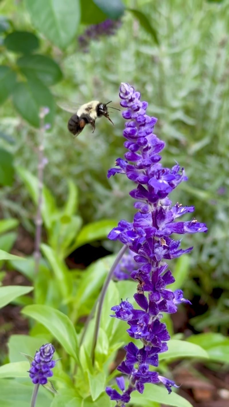 Let sage bloom if pollinators are the priority