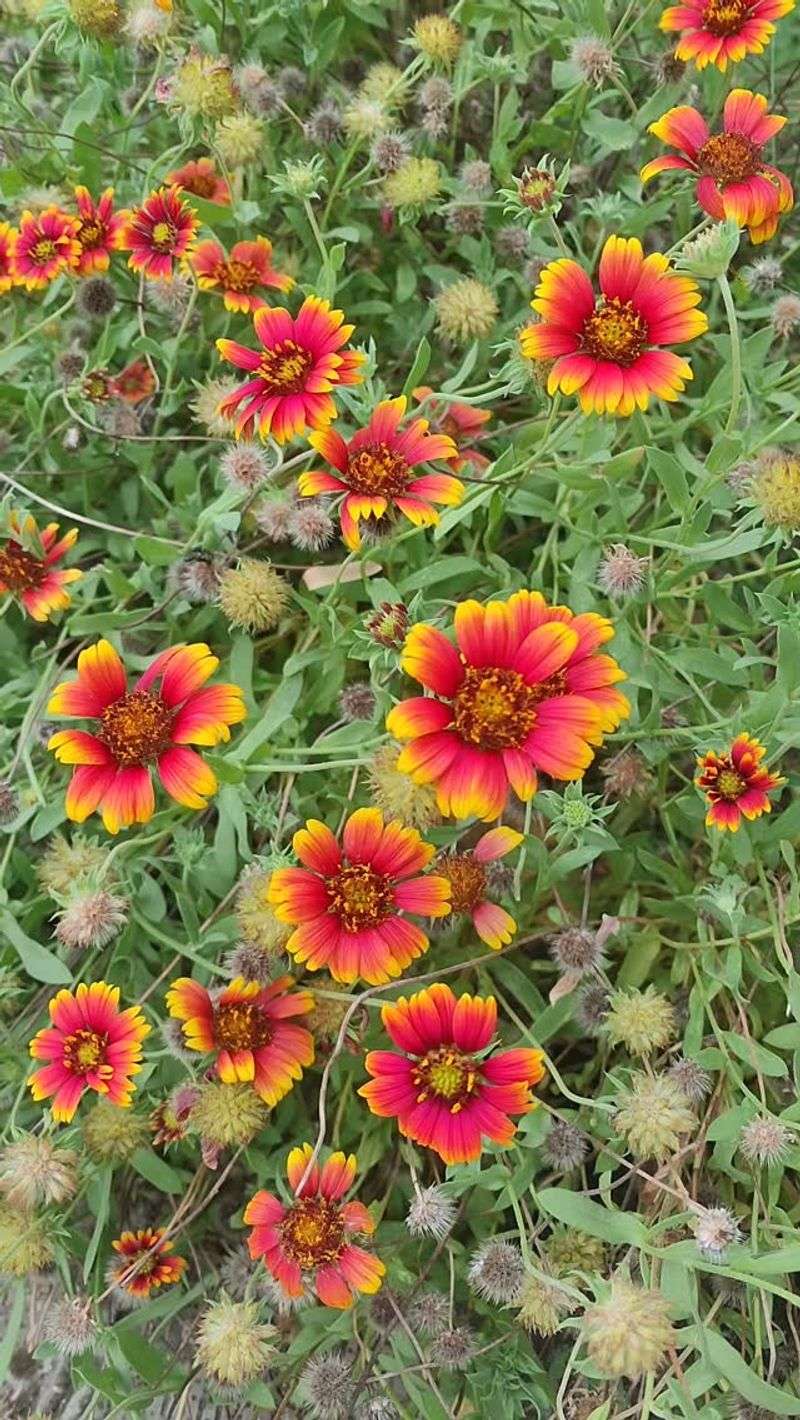 Let seed heads mature before you clean up the patch