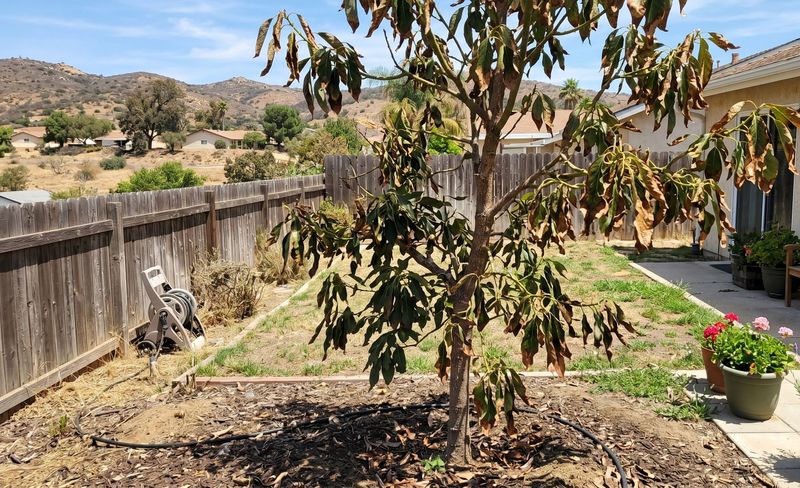 Let soil moisture and new growth guide the next decision