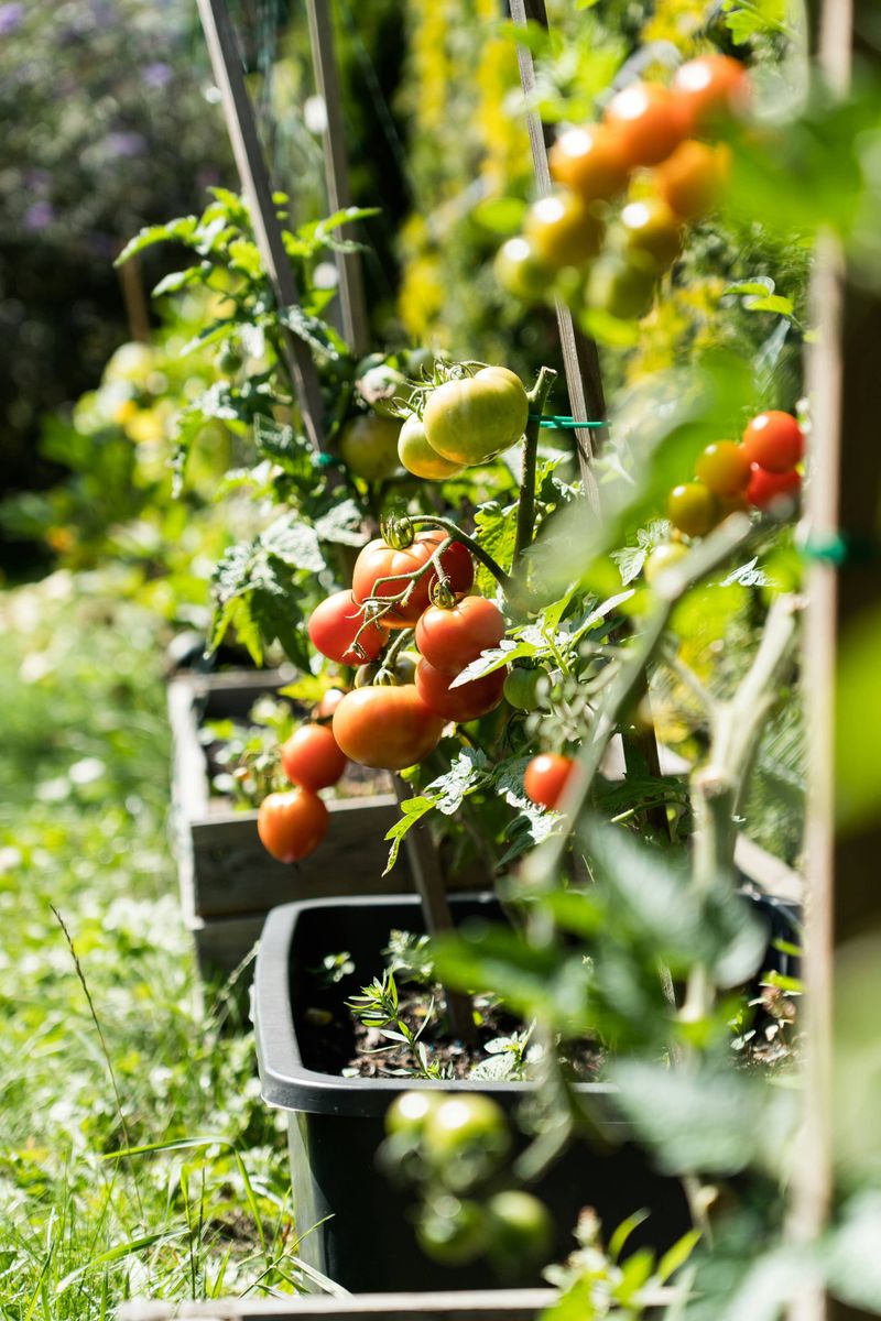 Let soil moisture, timing, and recovery guide the next move