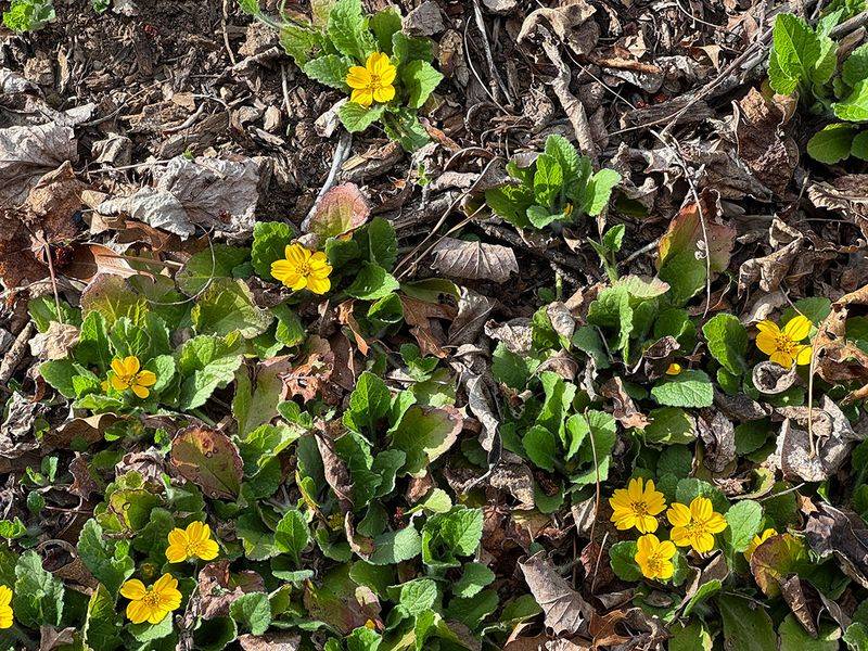 Let spring flowers add measured wildlife value