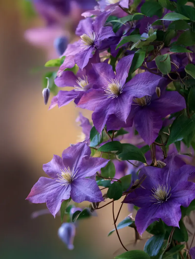 Let the bloom cycle determine the pruning answer Let the bloom cycle determine the pruning answer