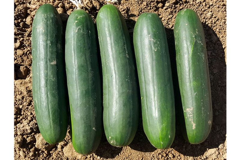 Let the cultivar determine whether pollination is necessary