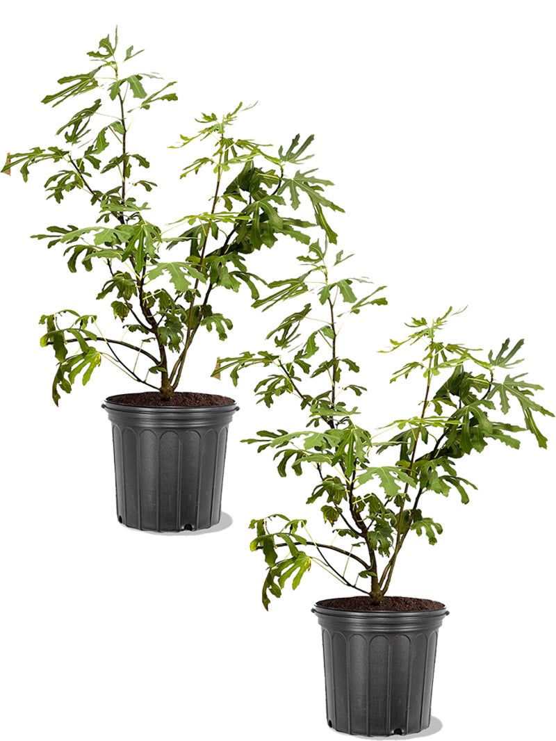 Let the cultivar set realistic late-summer expectations