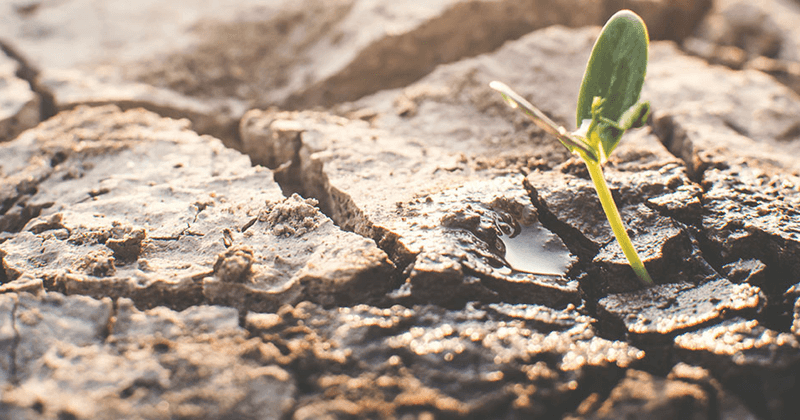 Let the forecast and soil decide whether a tree needs water