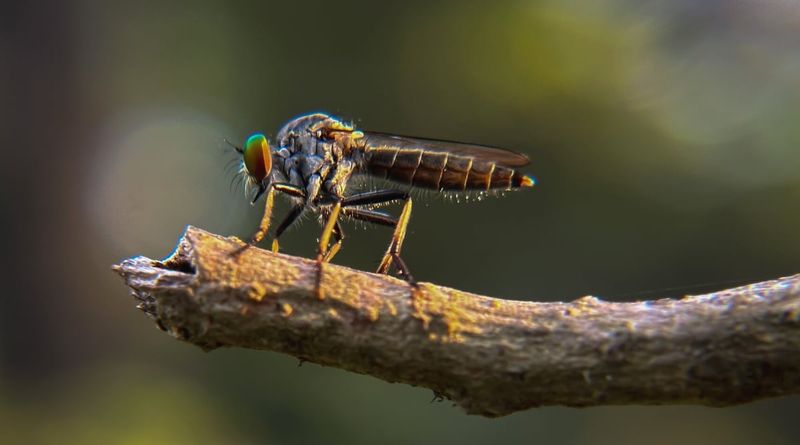 Let the hunter work, and keep watching the real pests