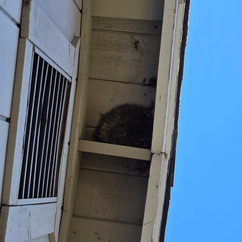 Let the nest location determine your decision