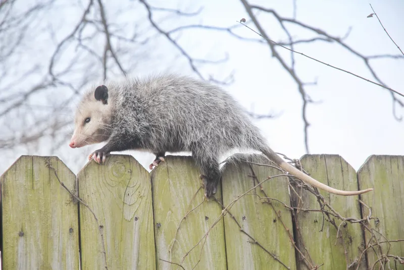 Let the opossum pass—and let your yard do the real work Let the opossum pass—and let your yard do the real work