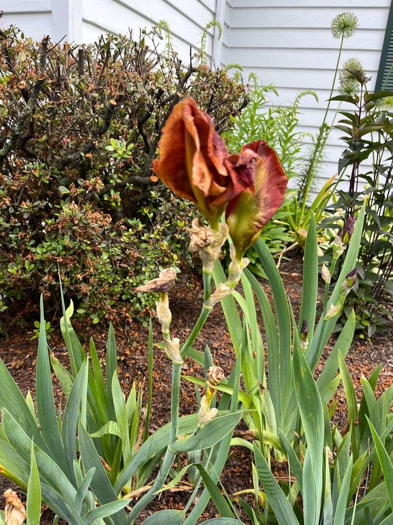 Let the plant set the timing