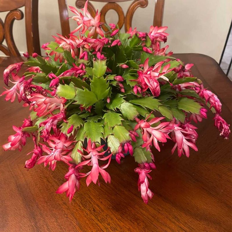 Let the plant settle through flowering