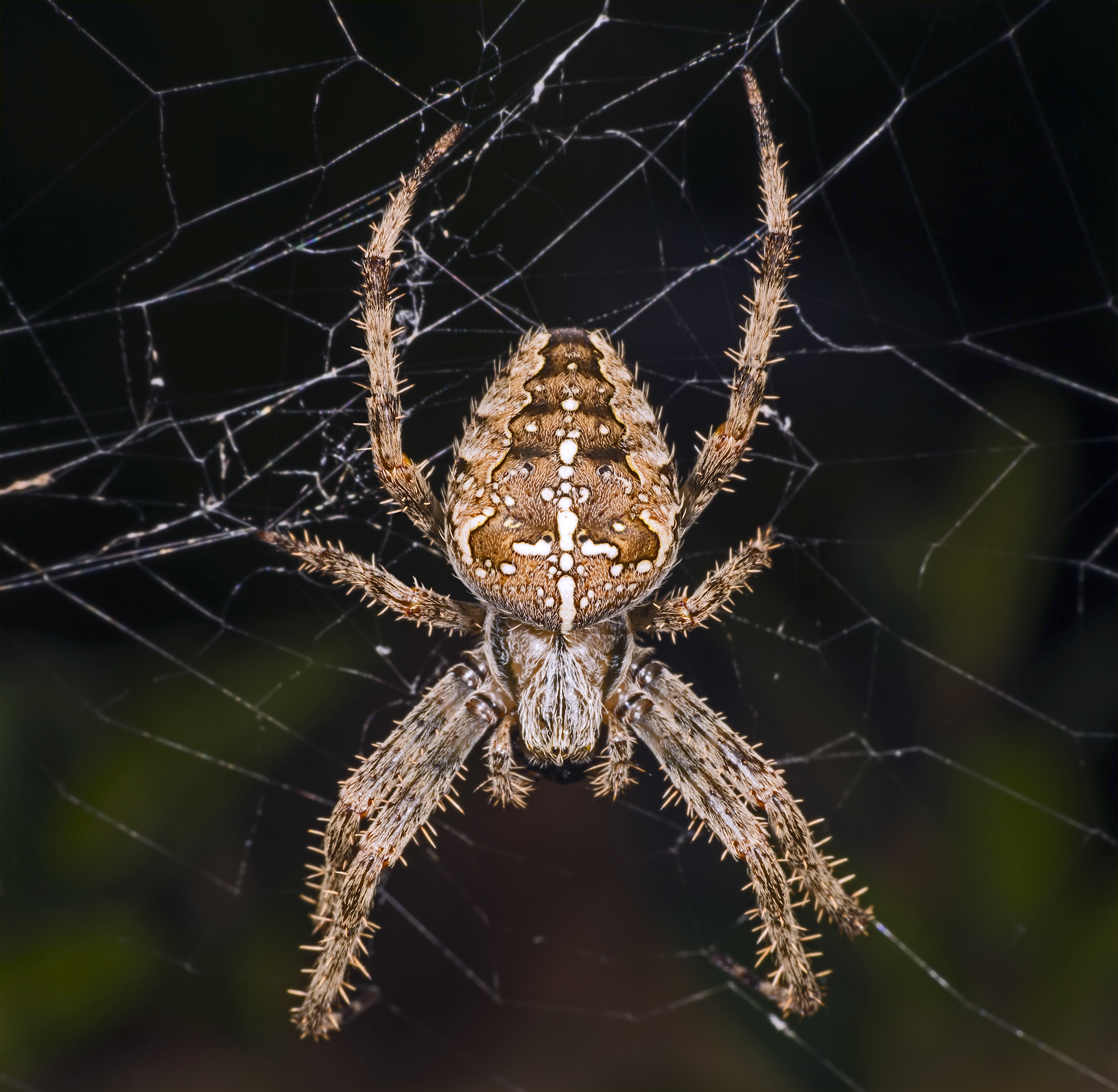Let the porch orb-weaver do its small share Let the porch orb-weaver do its small share