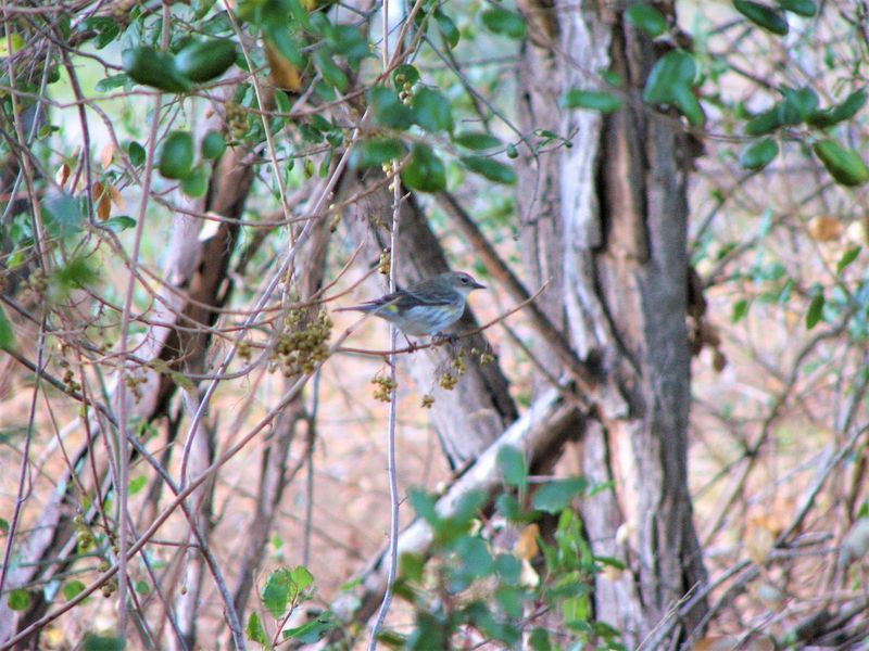 Let the towhee help without outsourcing pest control Let the towhee help without outsourcing pest control