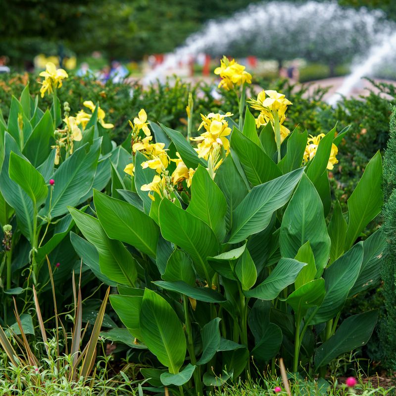 Let yellowing or a light frost set the cleanup timing Let yellowing or a light frost set the cleanup timing