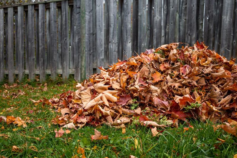 Letting Leaf Litter and Yard Debris Build Up