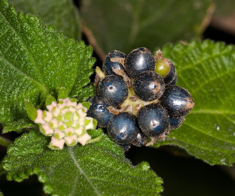 Letting Old Seed Berries Take Over