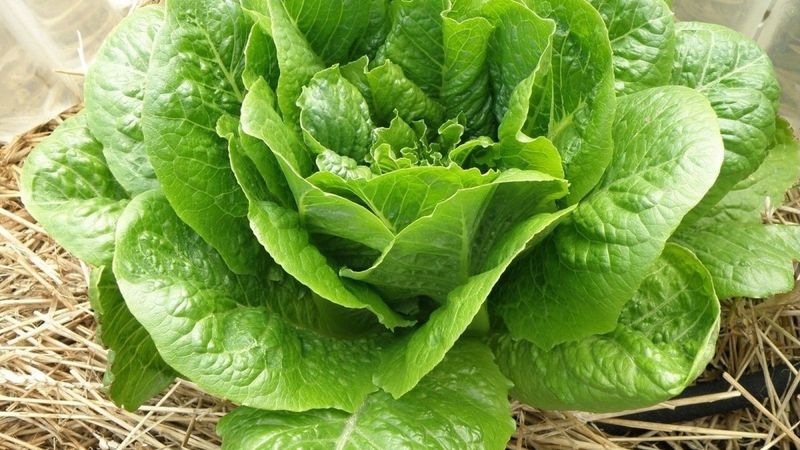 Lettuce