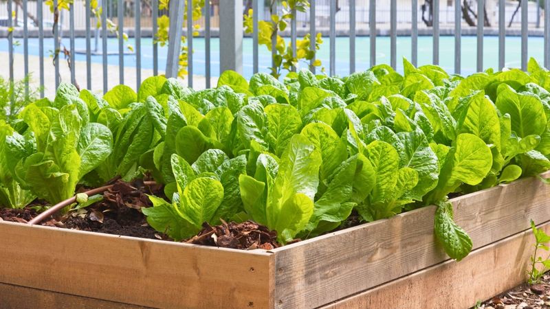 Lettuce