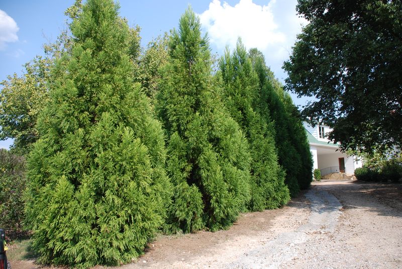 Leyland cypress brings height and documented risks Leyland cypress brings height and documented risks